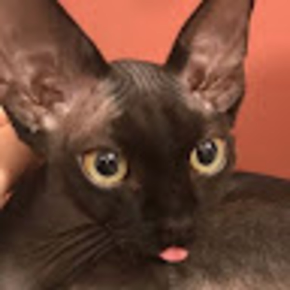 Meet your Posher, Broden